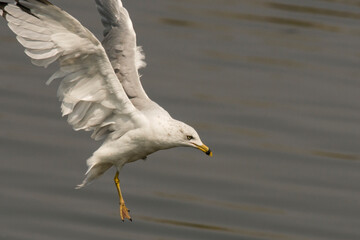 Western Gull in for a Landing in the Bay