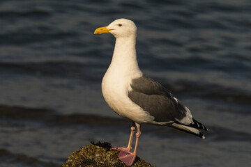 Western Gull Portrait