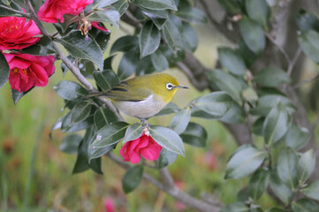 メジロとサザンカの花（鹿児島県・出水市）