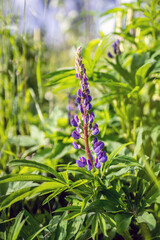 Lupine blossoms in the meadow