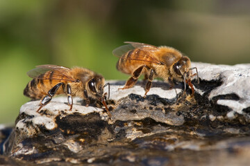 Western Honey Bees Drinking Water From a Fountain