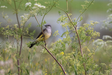 Western Kingbird Perched in Beautiful Greenery