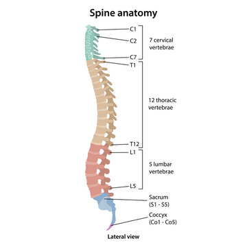 Anatomy of human vertebral column with main parts description. Medical vector illustration in flat style is isolated on white background