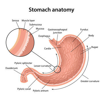 Anatomy of the human stomach and his shell structure with description of the corresponding internal parts. Sagittal section. Anatomical vector illustration isolated over white background.