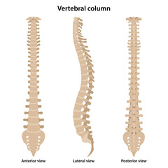 Human vertebral column in front, profile and back. Medical vector illustration in flat style is isolated on white background