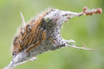 Western tent caterpillars web in a bush