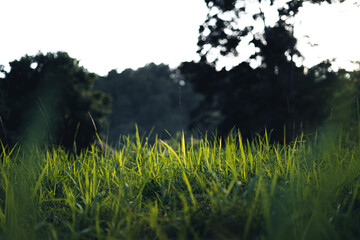 Close-Up Of  Dark green leaves