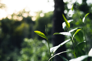 Close-Up Of  Dark green leaves