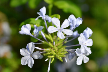 Cape Leadwort flower (Plumbago auriculata), plant native to South Africa.