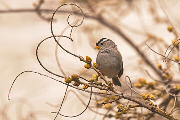 White-crowned sparrow on a branch