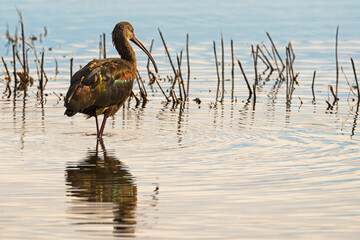 great blue heron