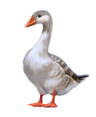Funny drawn goose on a white background