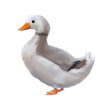 Funny painted duck on a white background