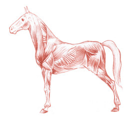 Anatomical sketch of horse's muscular system on white background © AnnaNenasheva