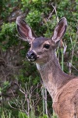 white-tailed deer portrait