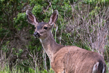 white-tailed deer female or doe on a grassy hill