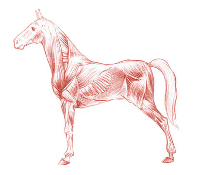 Anatomical sketch of horse's muscular system on white background