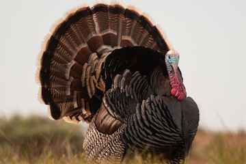 Wild turkey male on a grassy hill