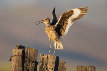 Willet singing and flapping it's wings on a wooden fence