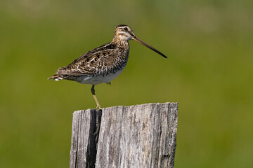 Wilson's Snipe standing on one leg on a fence