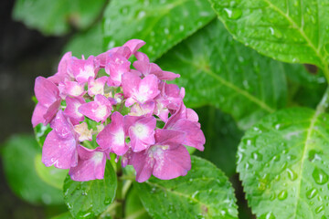 雨の日に水滴のついた赤い紫陽花