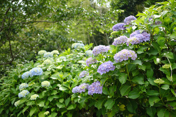頭上に咲く美しい紫陽花