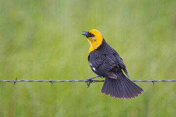 Yellow-headed blackbird male singing while perched on a fence