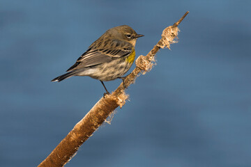 Yellow-Rumped Warbler on a branch