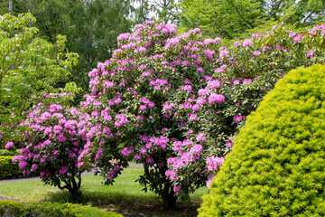 Obraz premium 植物、自然、花、緑、庭園、公園、庭、花壇、満開、フラワー、葉、樹木