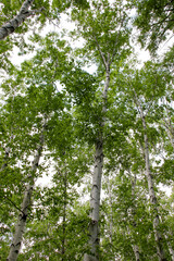 Fototapeta premium 植物、緑、葉、木、樹木、枝、森林、公園、環境、木の葉