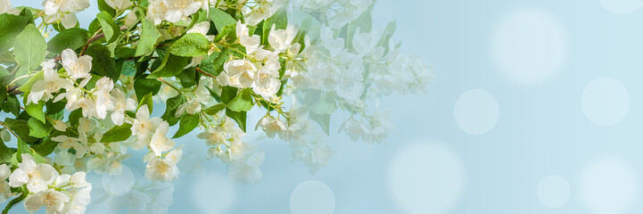 Obraz premium Blooming jasmine branch on a blue background with bokeh and copy space. Banner, panorama