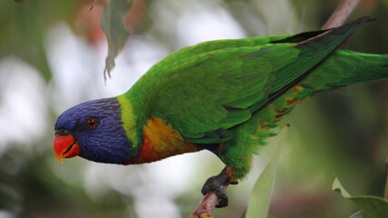A Rainbow Lorikeet perched in a tree (Trichoglossus haematodus)