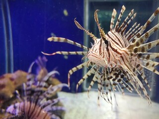 Naklejka na ściany i meble lionfish in aquarium