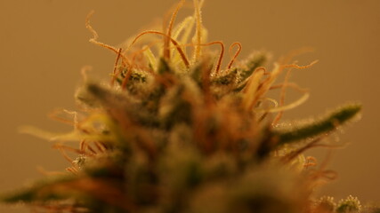 Cannabis Marijuana Weed Bud Macro Close Up 