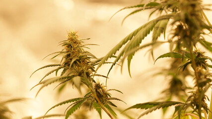 Cannabis Marijuana Weed Bud indoor Indica Mody Dick Macro Close Up