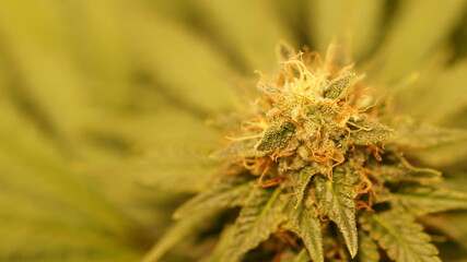 Cannabis Marijuana Weed Bud indoor Indica Mody Dick Macro Close Up