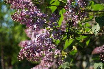 lilac flowers in the garden