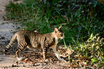 Cat walking
