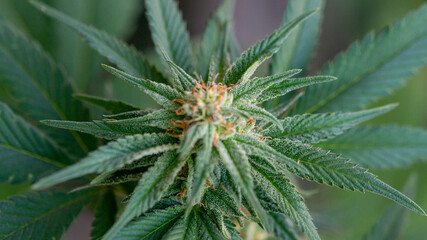 Cannabis Marijuana Weed Bud indoor Indica Mody Dick Macro Close Up