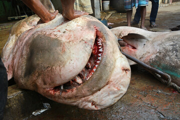 Hunters are killing sharks in the sea. Sharks are becoming extinct