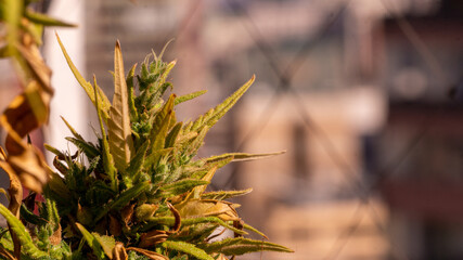 Cannabis Marijuana Weed Bud 