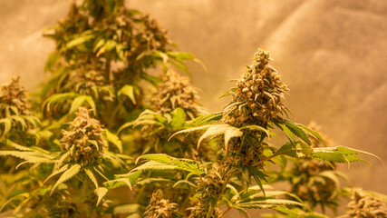 Bid Bud Cannabis Marijuana Weed Plant in Indoor  