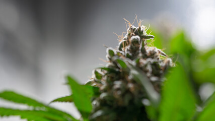 Cannabis Marijuana Weed Bud Macro Close Up 