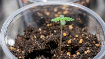 Small cannabis weed marijuana plant growing