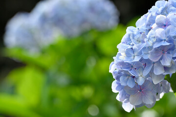 紫陽花, アジサイ, 白,花, 自然, 緑, 植える, 全盛期, 庭, 咲く, 植物, 美しさ, 葉, マクロ, 美しい, アップ,
