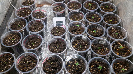 Small marijuana plant growing indoors with led lights, feminized mango seed