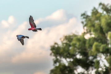 Colorful parrots flying in Victoria, Australia at a cloudy day in summer.