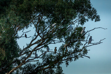 Cockatoos sitting in a tree in Australia