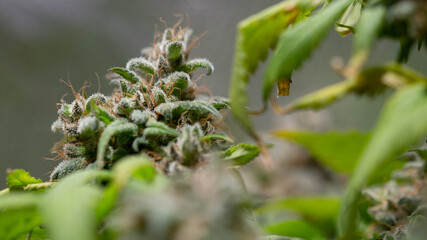 Cannabis Marijuana Weed Bud Macro Close Up 