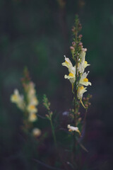 yellow leaves in the forest